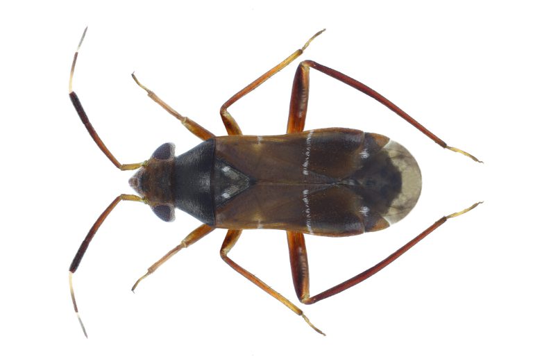 Afbeelding Nuttigen herkennen in de boomgaard