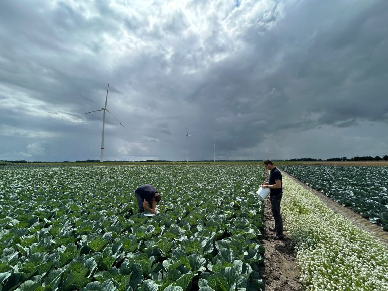 Afbeelding Biologische bestrijders in de akkerbouw