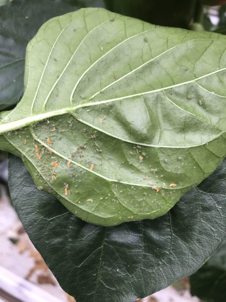 Afbeelding Nuttigen herkennen in de boomgaard