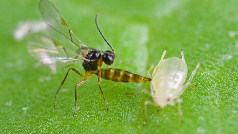 Afbeelding Natuurlijke vijanden in de fruitteelt
