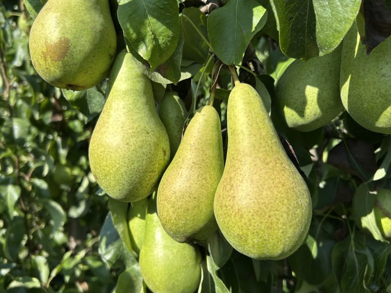 Afbeelding Teeltadvies | schurft, perenbladvlo, appelgrasluis, appelbloesemkever en ijzerbemesting