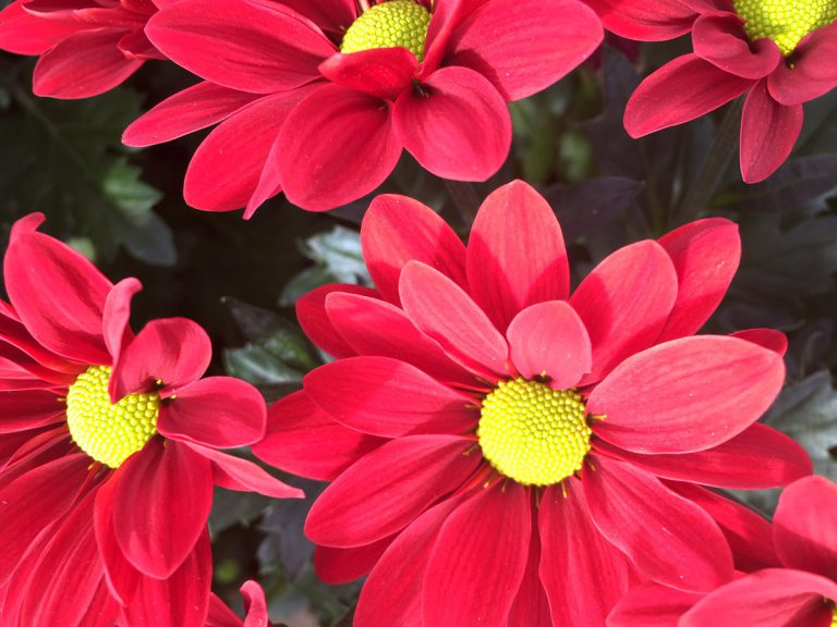 Afbeelding Oorlog zet meststoffenmarkt onder druk: ‘Dit is een giftige cocktail’