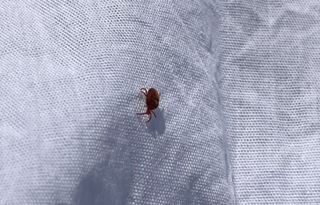 Afbeelding Nuttigen herkennen in de boomgaard