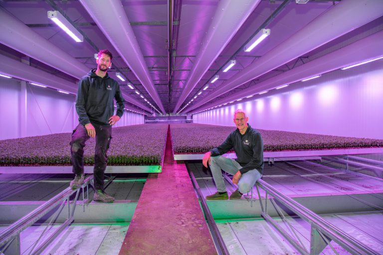 Afbeelding ViP | Liefde voor troschrysanten als drijfveer voor groei