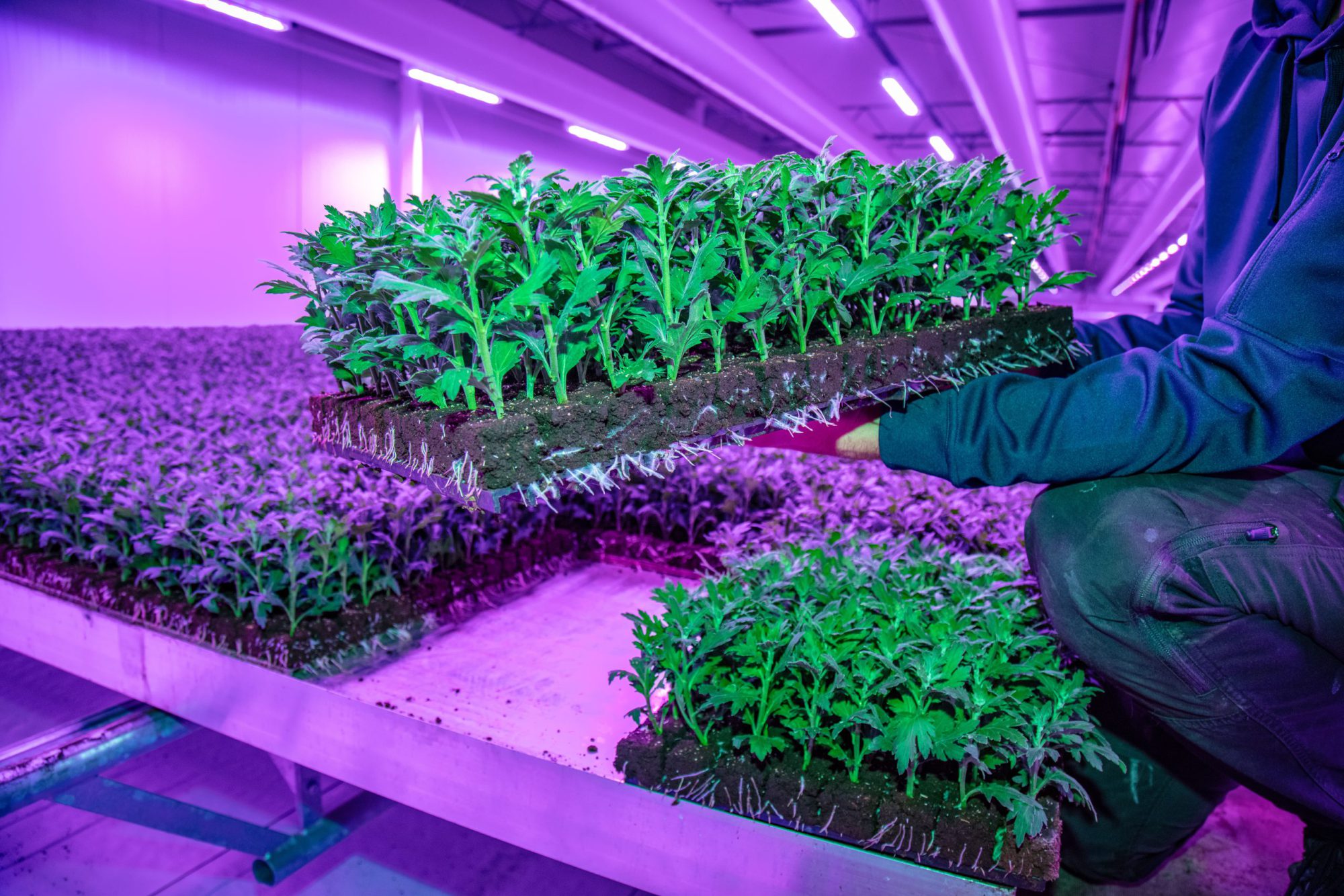 Afbeelding ViP | Liefde voor troschrysanten als drijfveer voor groei