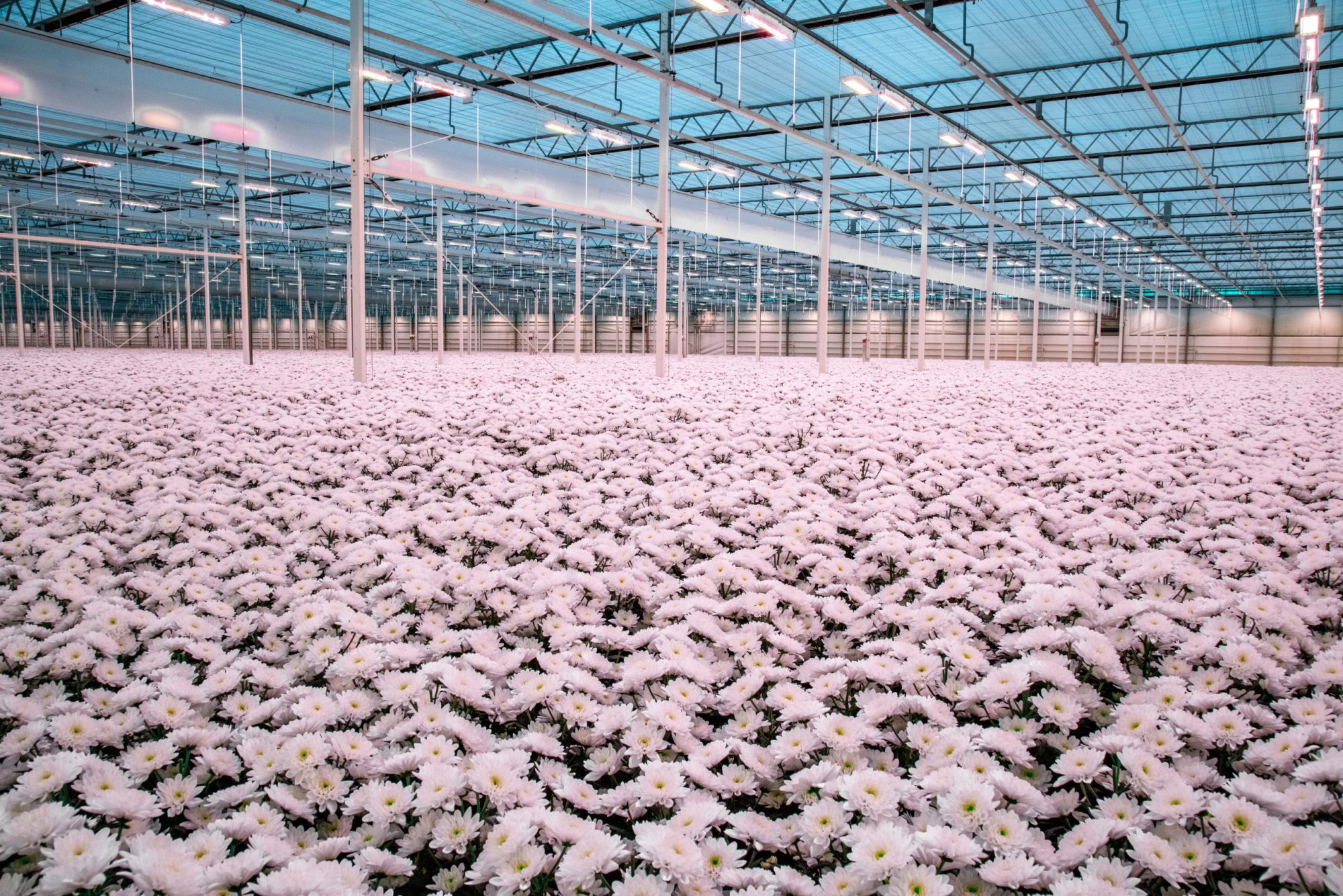 Afbeelding ViP | Liefde voor troschrysanten als drijfveer voor groei