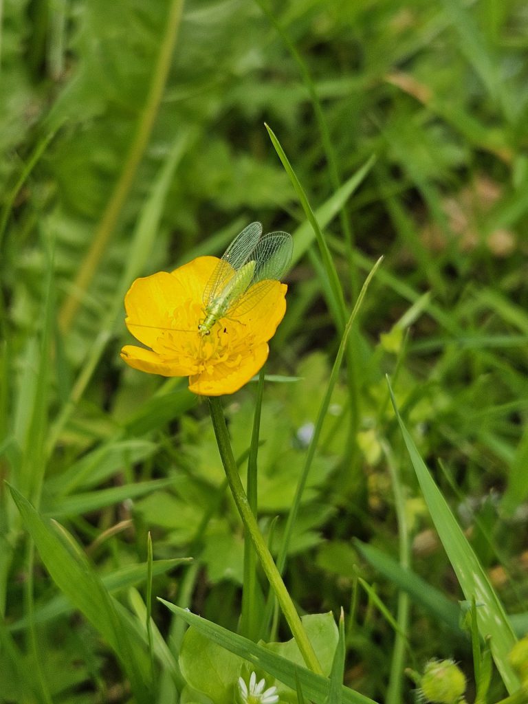 Afbeelding Natuurlijke vijanden in de fruitteelt