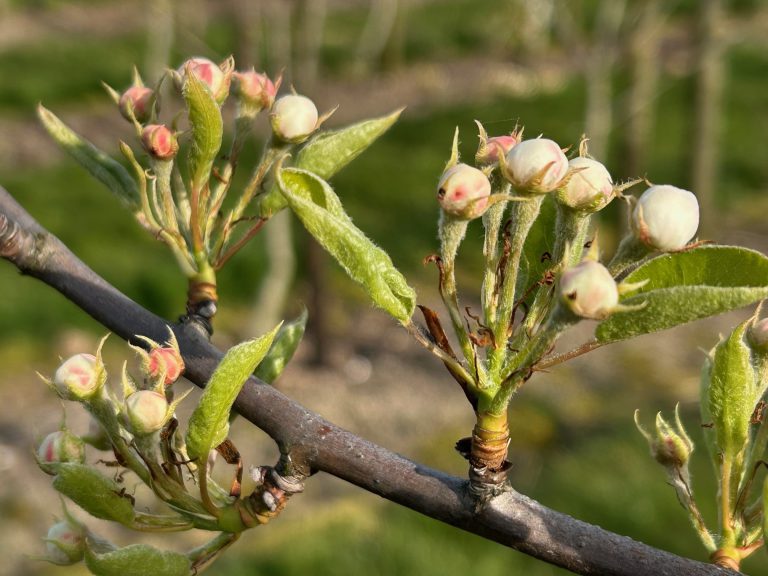 Afbeelding Bladvoeding appel en peer