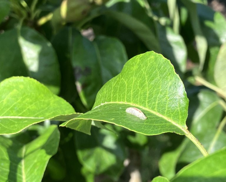 Afbeelding Nuttigen herkennen in de boomgaard