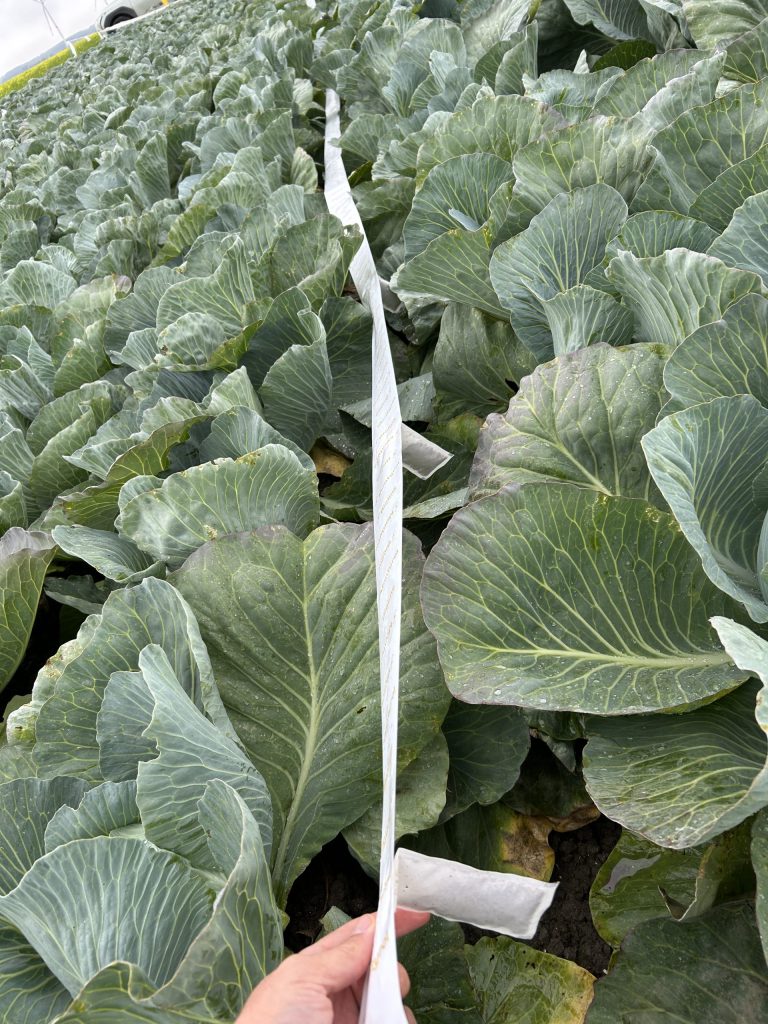 Afbeelding Biologische bestrijders in de akkerbouw