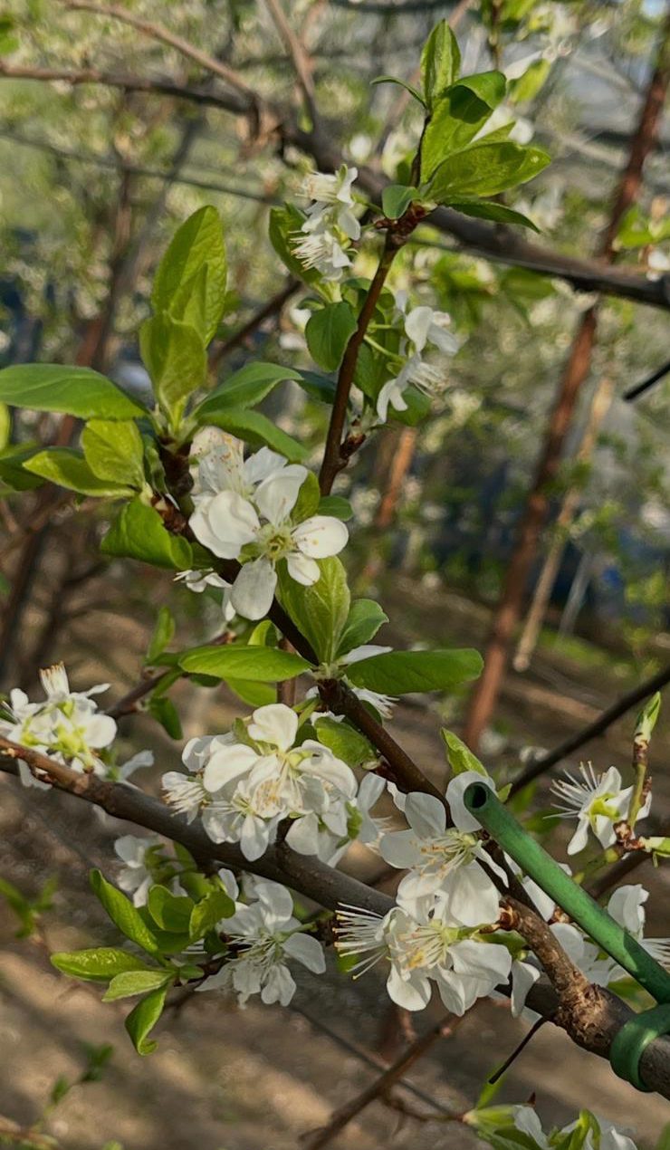 Afbeelding Teeltadvies Prunus | bloei en wintervlinder