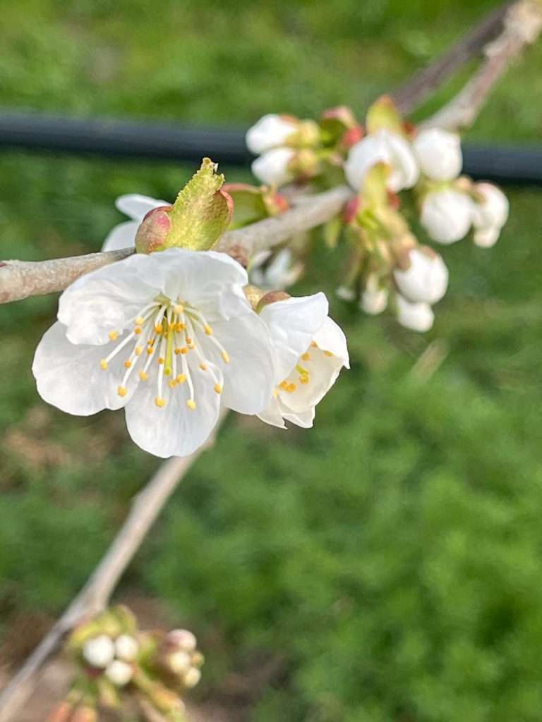 Afbeelding Teeltadvies Prunus | bloei en wintervlinder