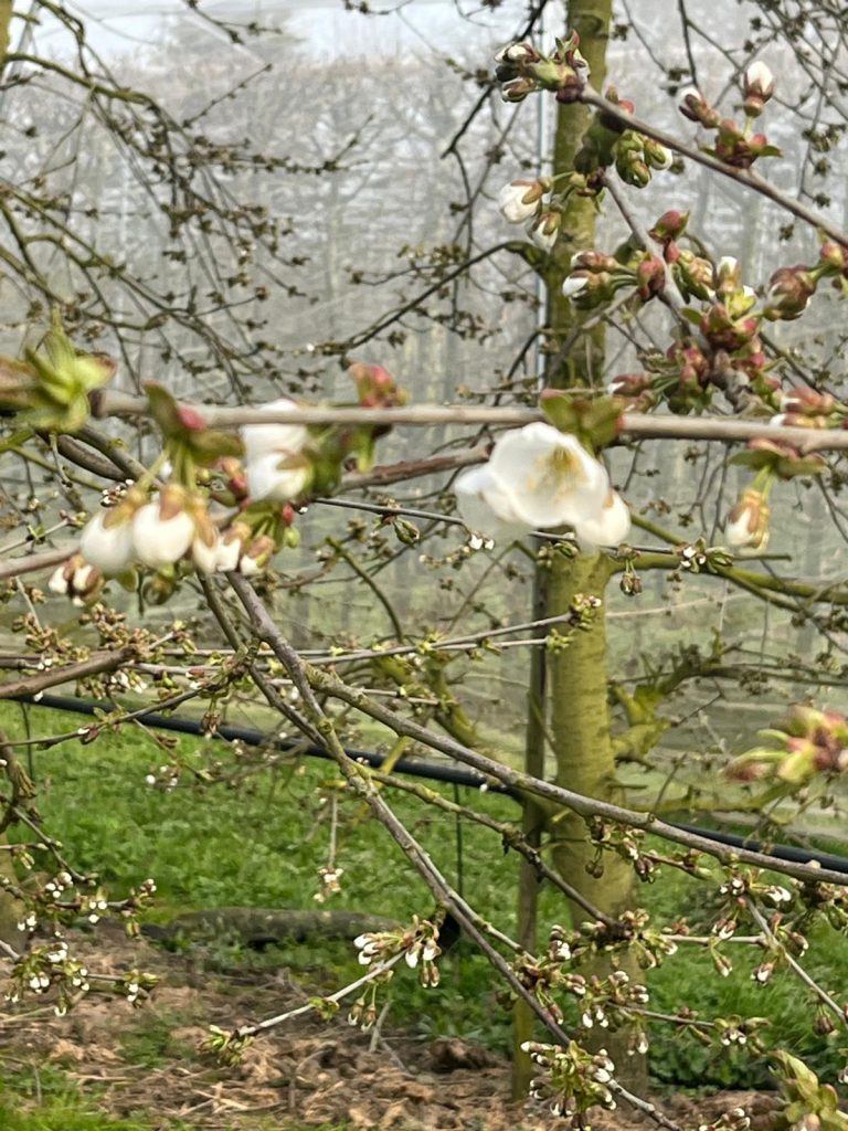 Afbeelding Teeltadvies Prunus | bloei en wintervlinder