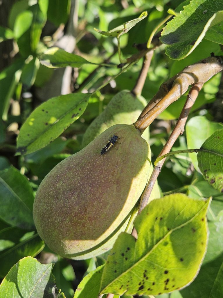 Afbeelding Nuttigen herkennen in de boomgaard