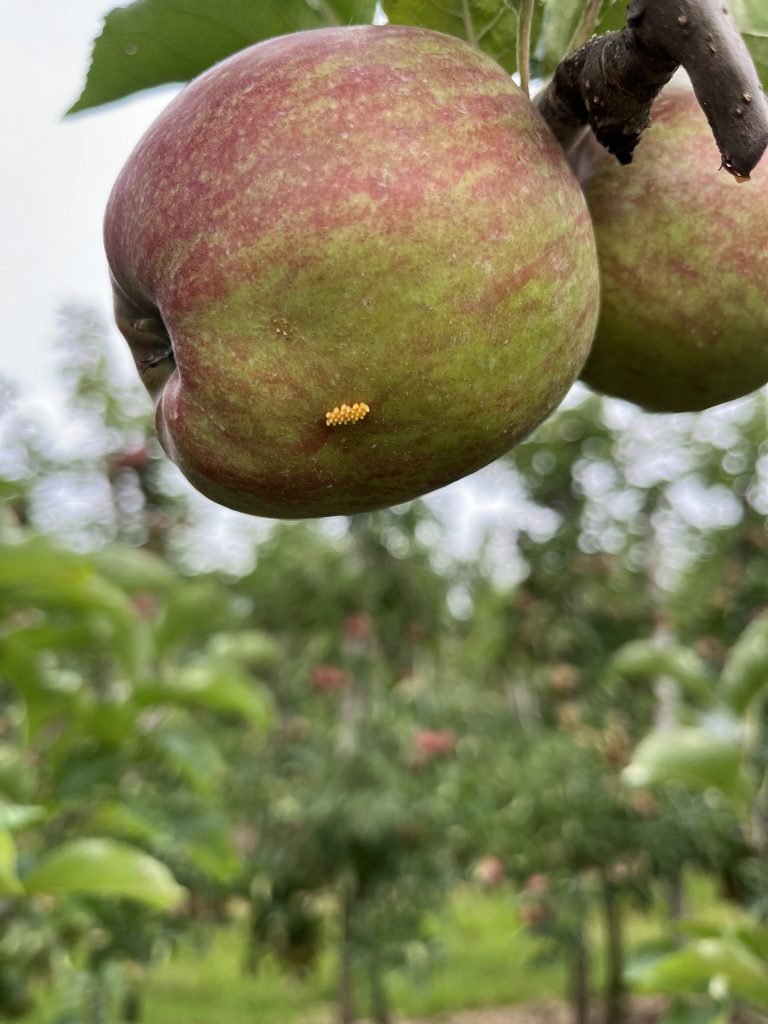 Afbeelding Natuurlijke vijanden in de fruitteelt