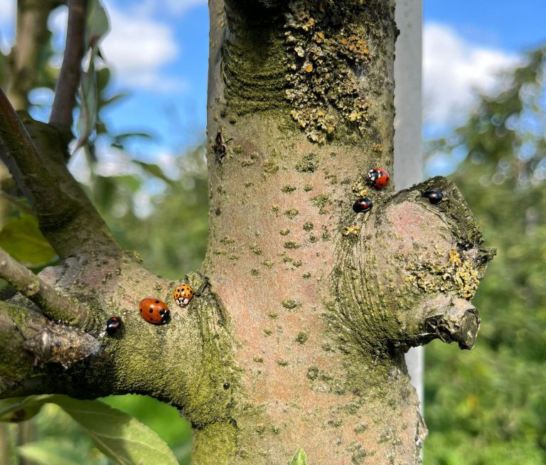 Afbeelding Natuurlijke vijanden in de fruitteelt