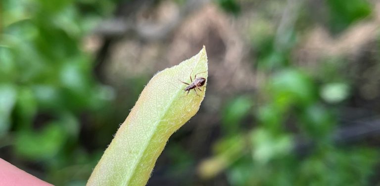 Afbeelding Nuttigen herkennen in de boomgaard