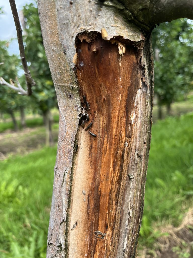 Afbeelding Natuurlijke vijanden in de fruitteelt