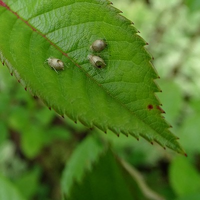 Afbeelding Nuttigen herkennen in de boomgaard