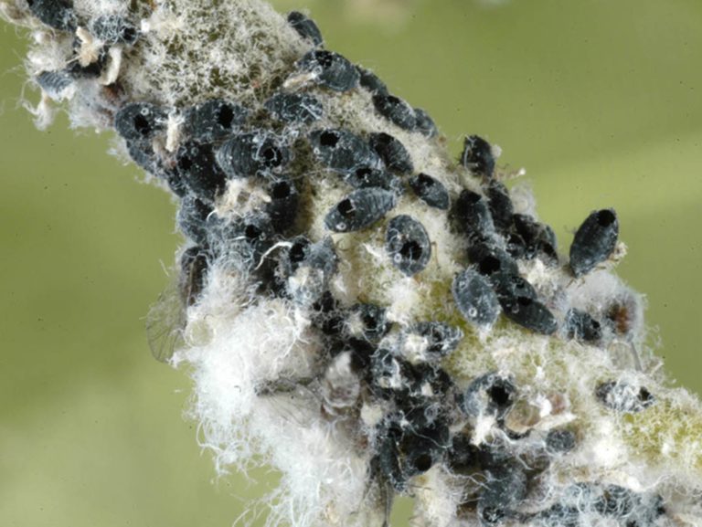 Afbeelding Nuttigen herkennen in de boomgaard