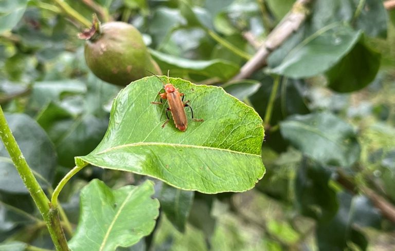 Afbeelding Nuttigen herkennen in de boomgaard