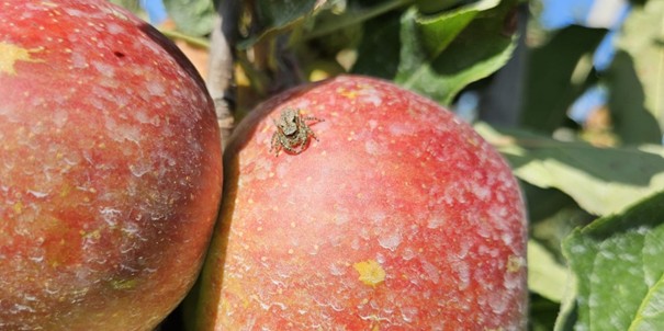 Afbeelding Nuttigen herkennen in de boomgaard