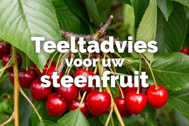 Afbeelding Teeltadvies Prunus | bemesting, snoei en groeiremming of -verdeling?