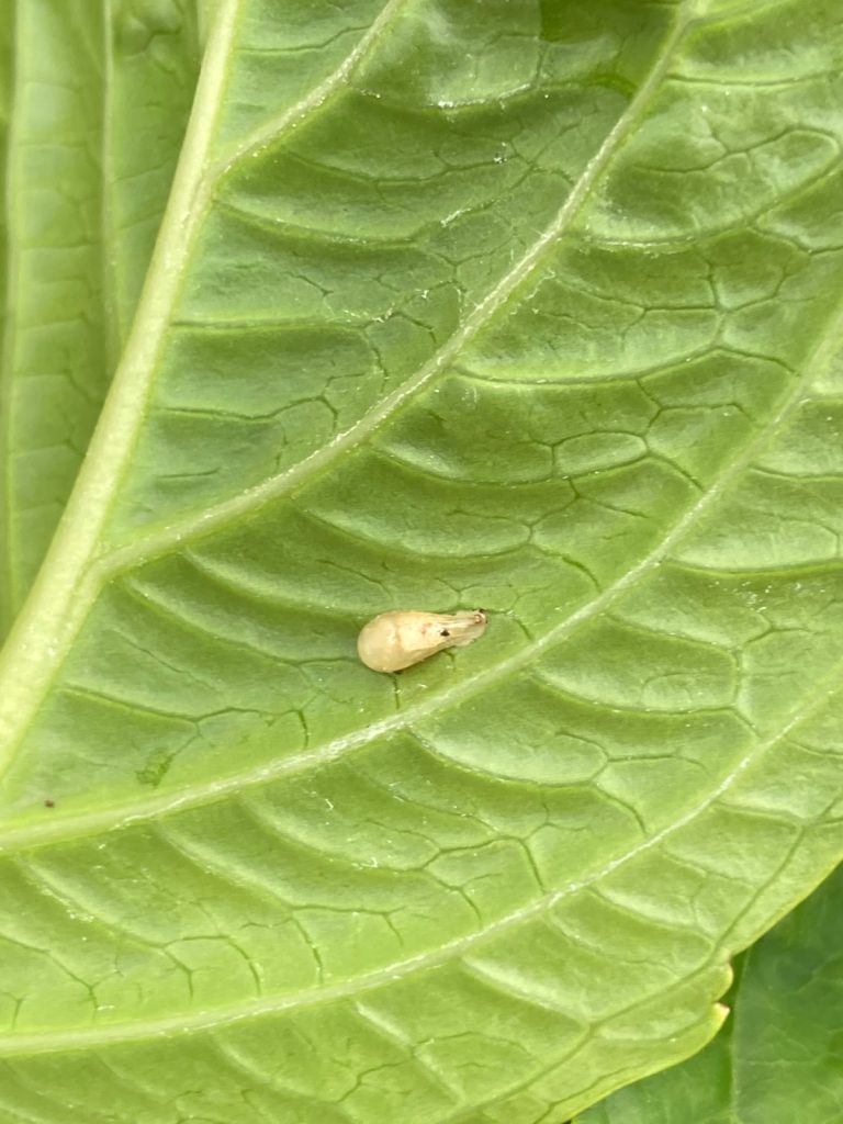 Afbeelding Nuttigen herkennen in de boomgaard
