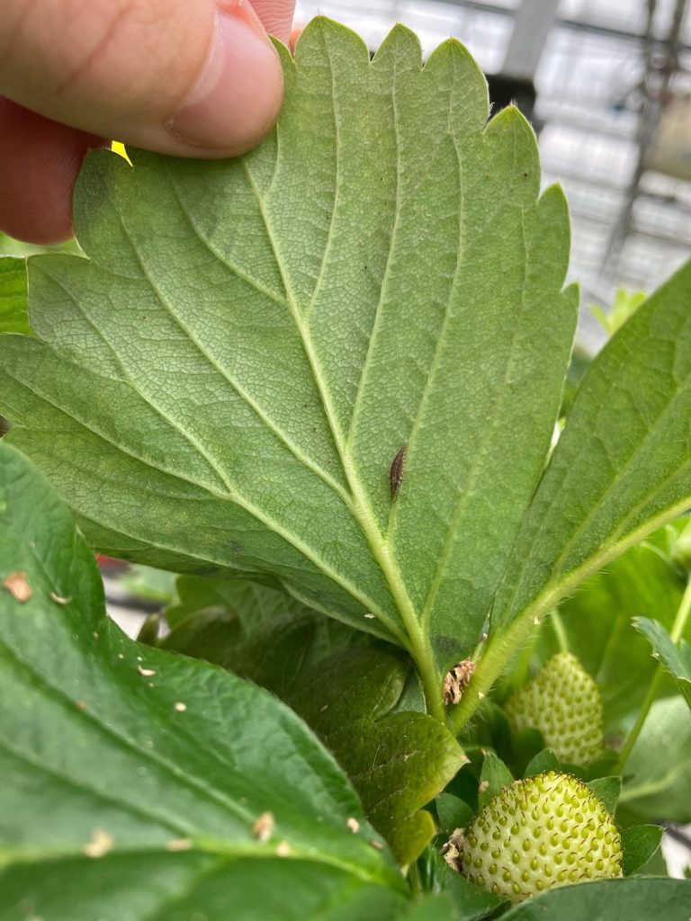 Afbeelding Nuttigen herkennen in de boomgaard