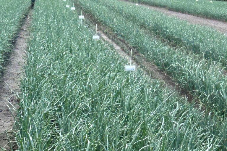 Afbeelding Proef moet strategie tegen valse meeldauw in uien aanscherpen