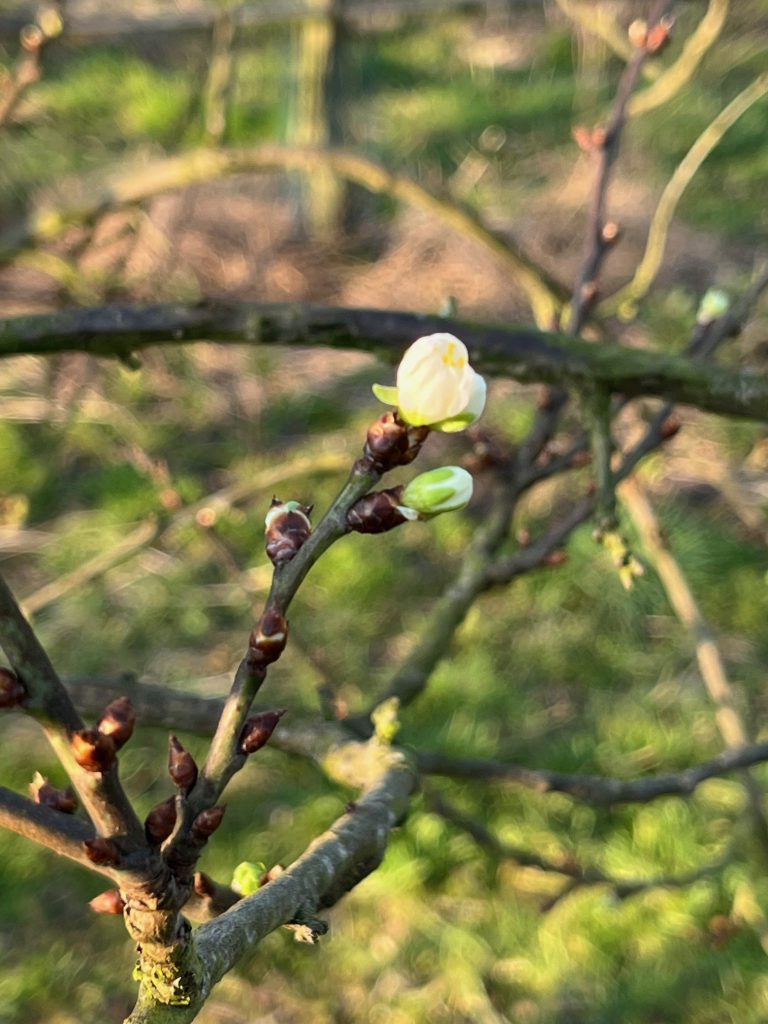 Afbeelding Teeltadvies Prunus | knopontwikkeling en gewasbescherming