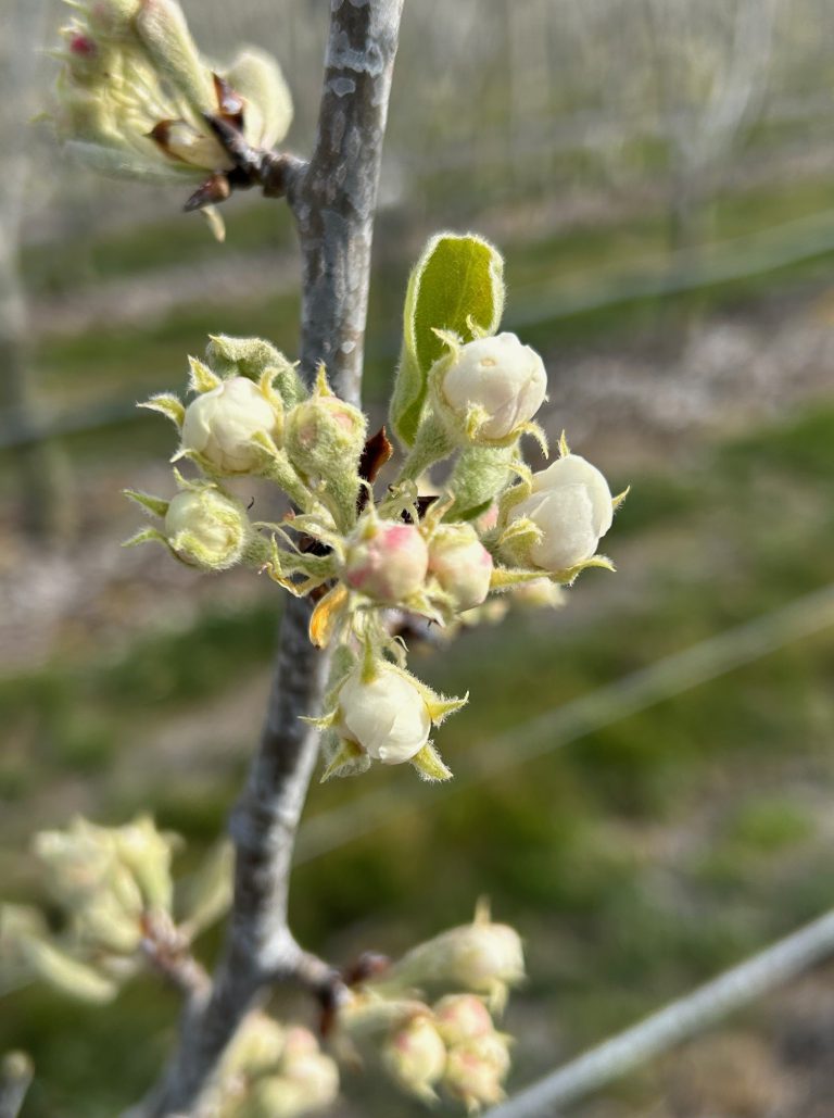 Afbeelding Teeltadvies | schurft, zwartvruchtrot, pseudomonas