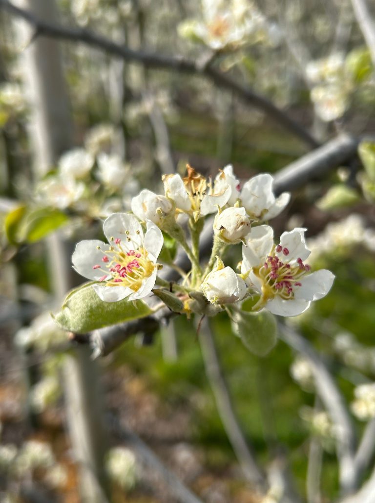 Afbeelding Teeltadvies | schurft, meeldauw, luizen