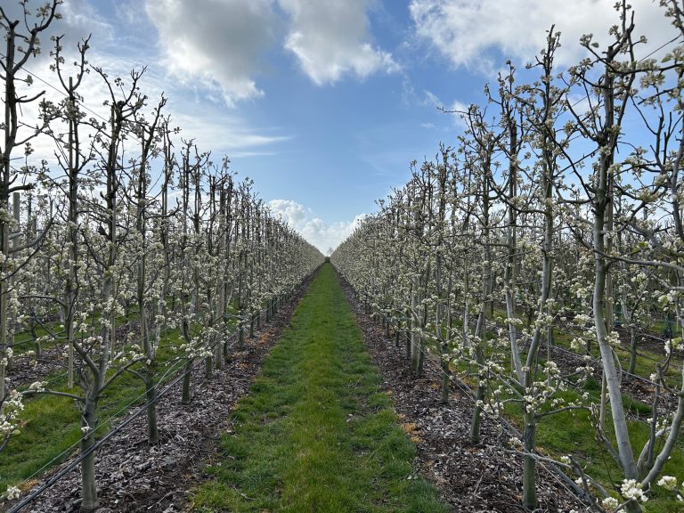 Afbeelding Teeltadvies | schurft, meeldauw, luizen