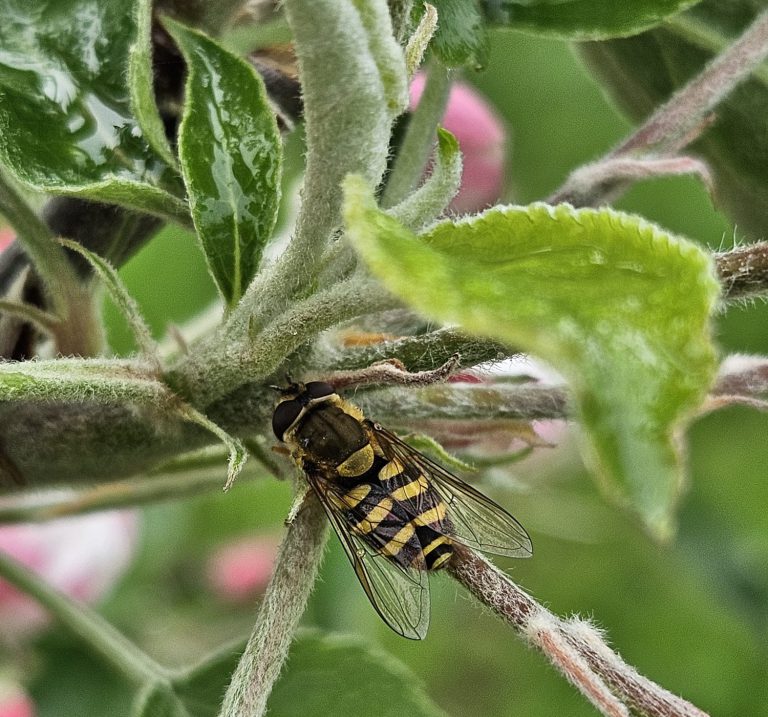 Afbeelding Natuurlijke vijanden in de fruitteelt