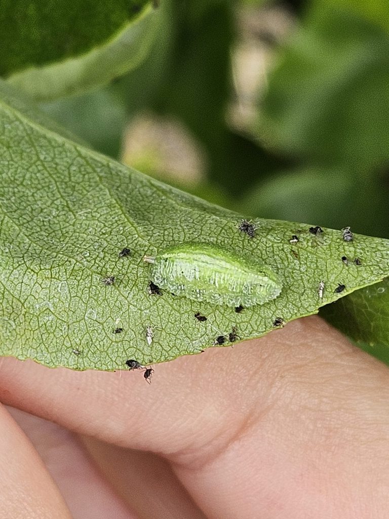 Afbeelding Nuttigen herkennen in de boomgaard