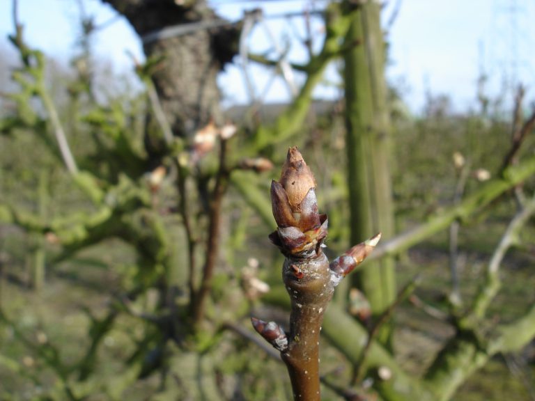 Afbeelding Teeltadvies | met o.a. perenknopkever, schurft en ijzerbemesting