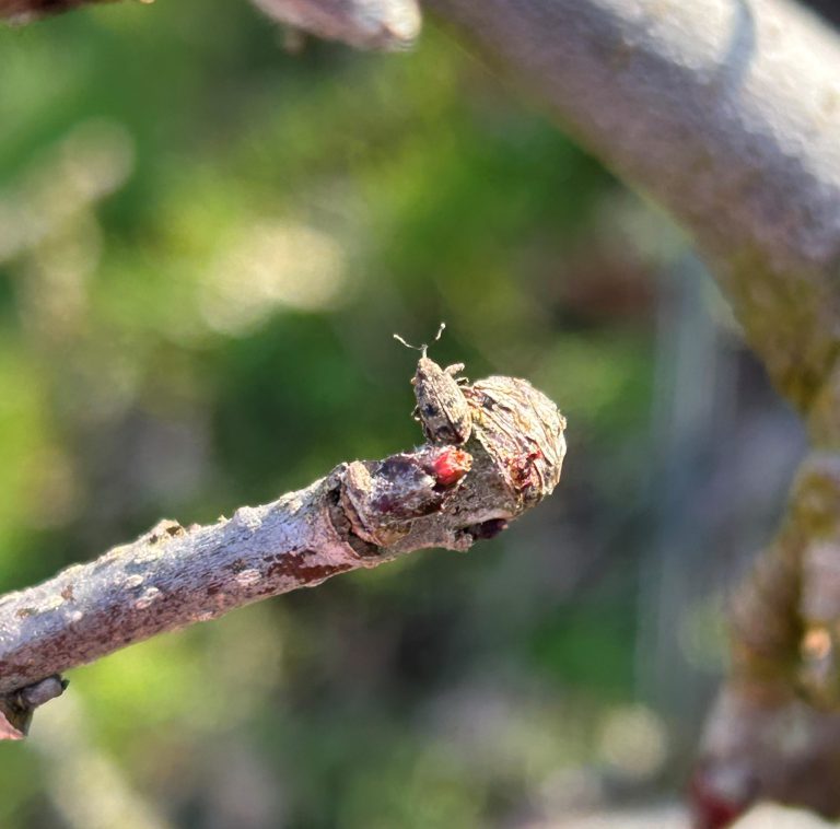 Afbeelding Teeltadvies | schurft, appelbloesemkever, perenbladvlo en perengalmijt