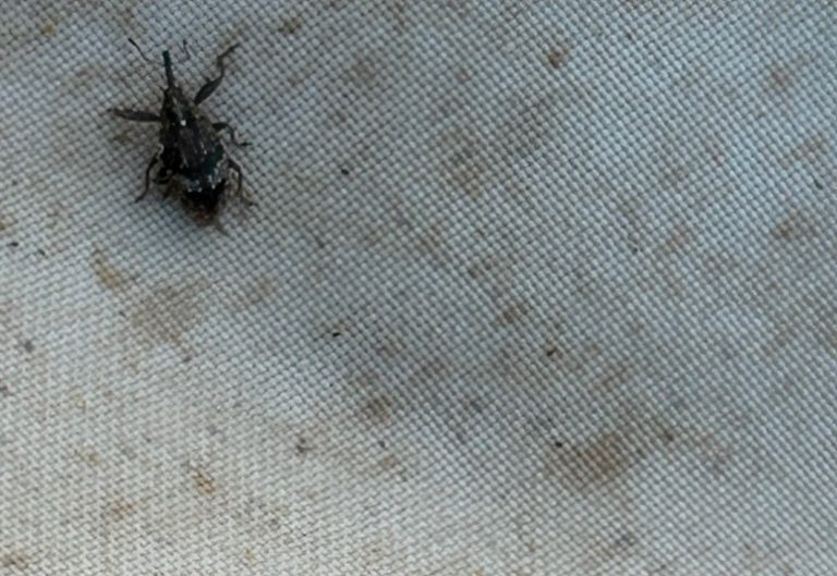 Afbeelding Teeltadvies | met o.a. perenknopkever, schurft en ijzerbemesting