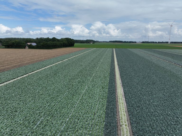 Afbeelding Biologische bestrijders in de akkerbouw