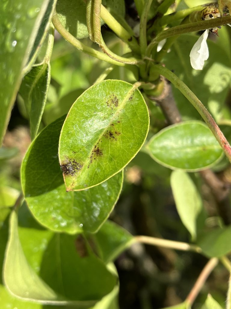 Afbeelding Teeltadvies | met o.a. perenknopkever, schurft en ijzerbemesting