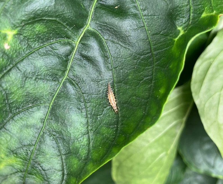 Afbeelding Nuttigen herkennen in de boomgaard