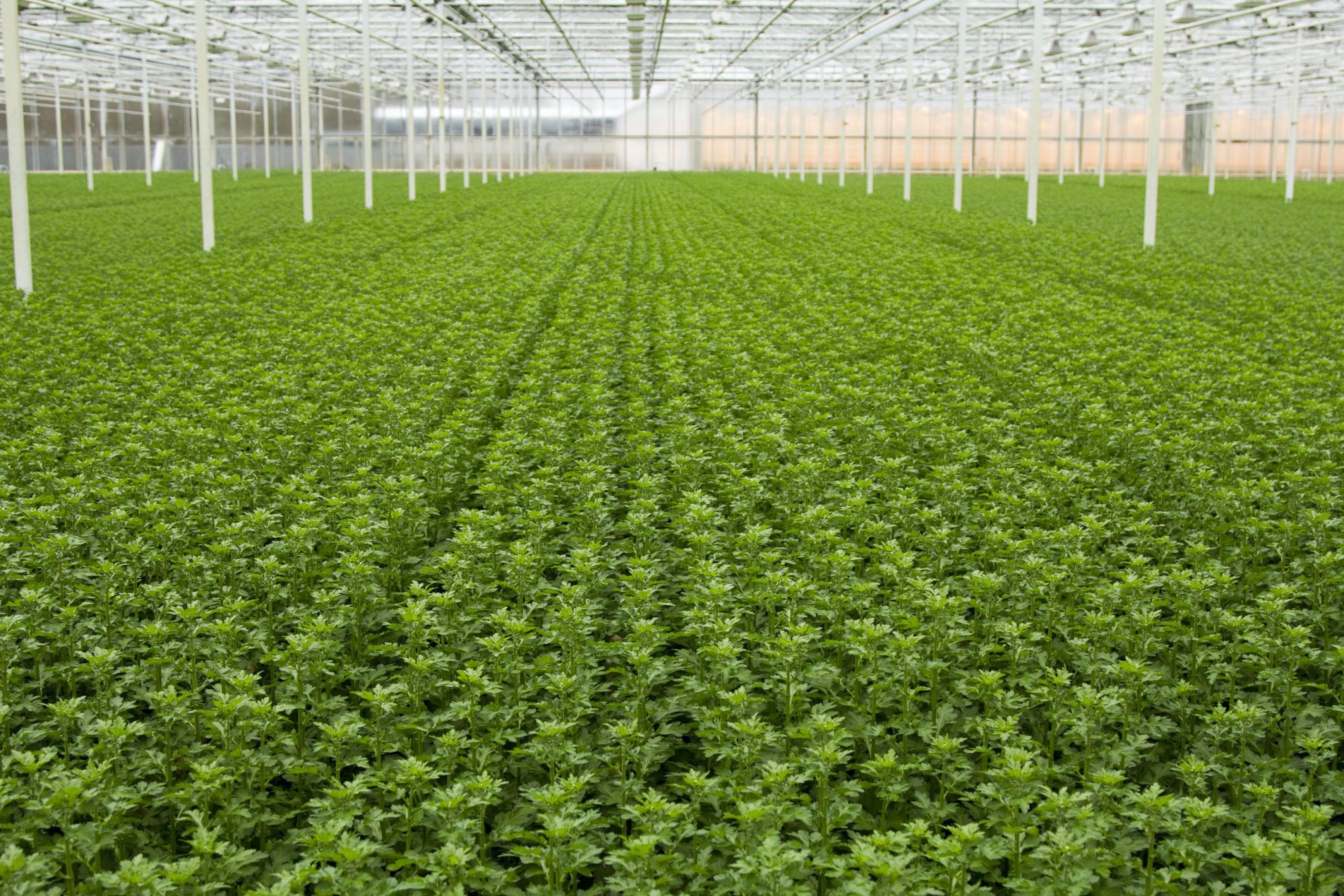 Afbeelding Ruud van Wijk streeft naar 100% groen in chrysanten: ‘We zoeken voor elke nieuwe soort luis biologische bestrijder’