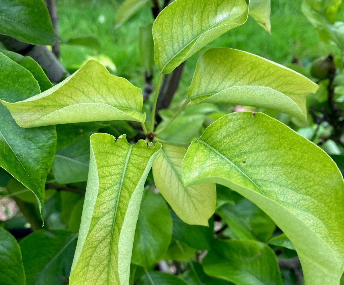 Afbeelding IJzerbemesting