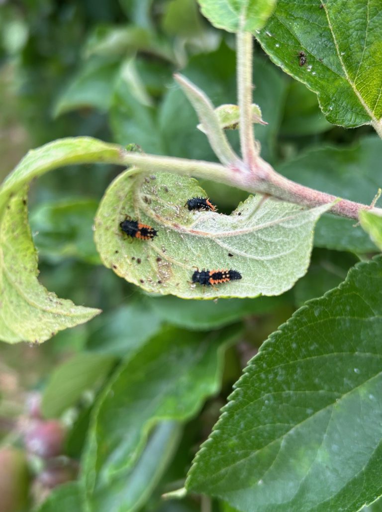 Afbeelding Nuttigen herkennen in de boomgaard