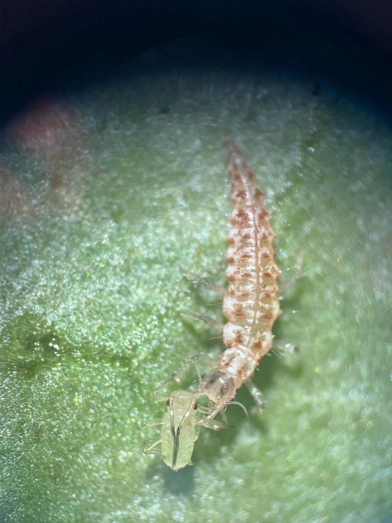 Afbeelding Nuttigen herkennen in de boomgaard