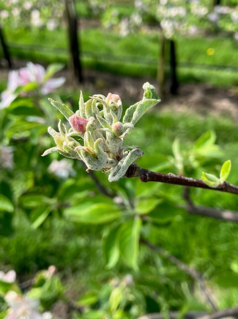 Afbeelding Teeltadvies | schurft, zwartvruchtrot, pseudomonas