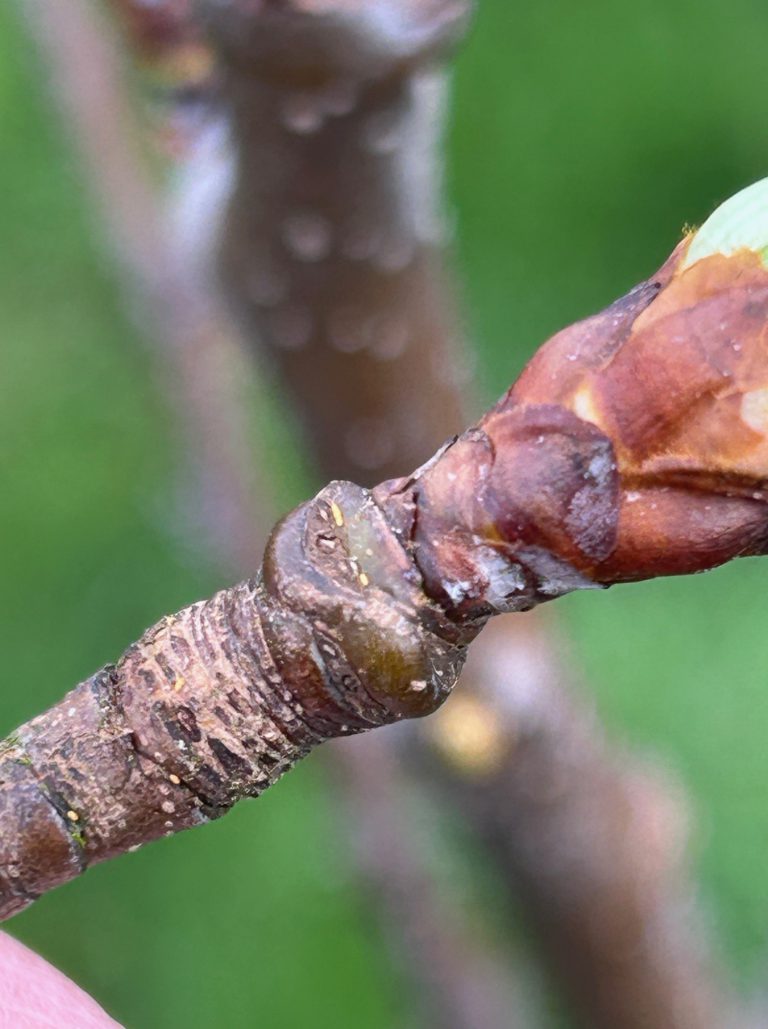 Afbeelding Teeltadvies | met o.a. perenknopkever, schurft en ijzerbemesting