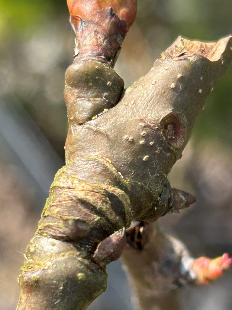 Afbeelding Teeltadvies | schurft, perenbladvlo, appelgrasluis, appelbloesemkever en ijzerbemesting