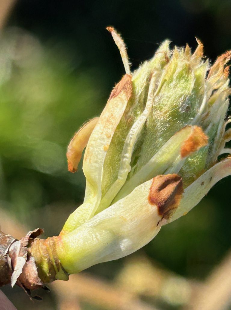 Afbeelding Teeltadvies | schurft, zwartvruchtrot, pseudomonas